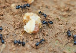 Garten-Ideen entdecken - Ameisen bekämpfen