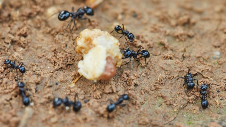 Garten-Ideen entdecken - Ameisen bekämpfen